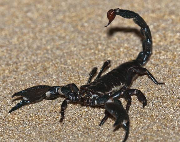 山西蝎子價格行情指南，2017年最新行情解析