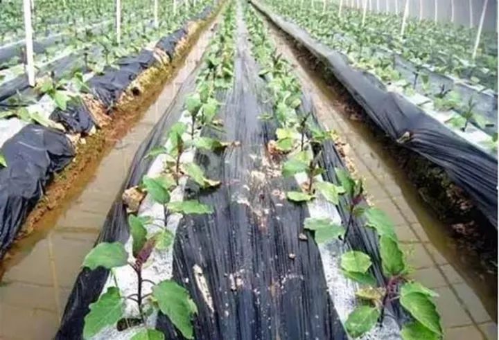 10公斤黑地膜價(jià)格,溫馨農(nóng)田里的秘密，一段關(guān)于黑地膜與友情的趣事