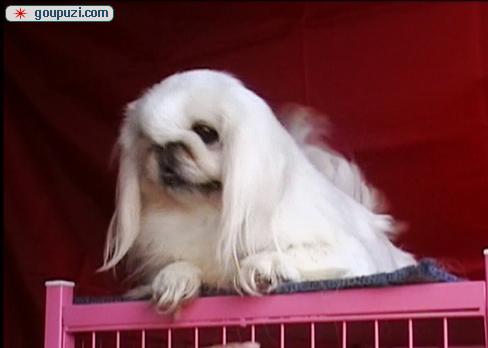 秀珍犬價格行情揭秘，變化中的市場行情與學(xué)習(xí)自信的力量