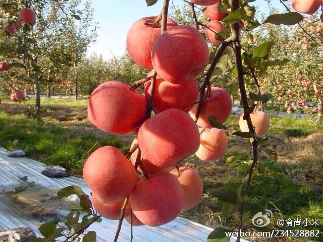 阿克蘇蘋果上市時間詳解，全面步驟指南