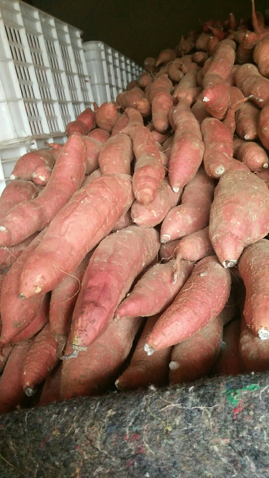 西瓜紅紅薯價(jià)格行情解析與趨勢(shì)分析