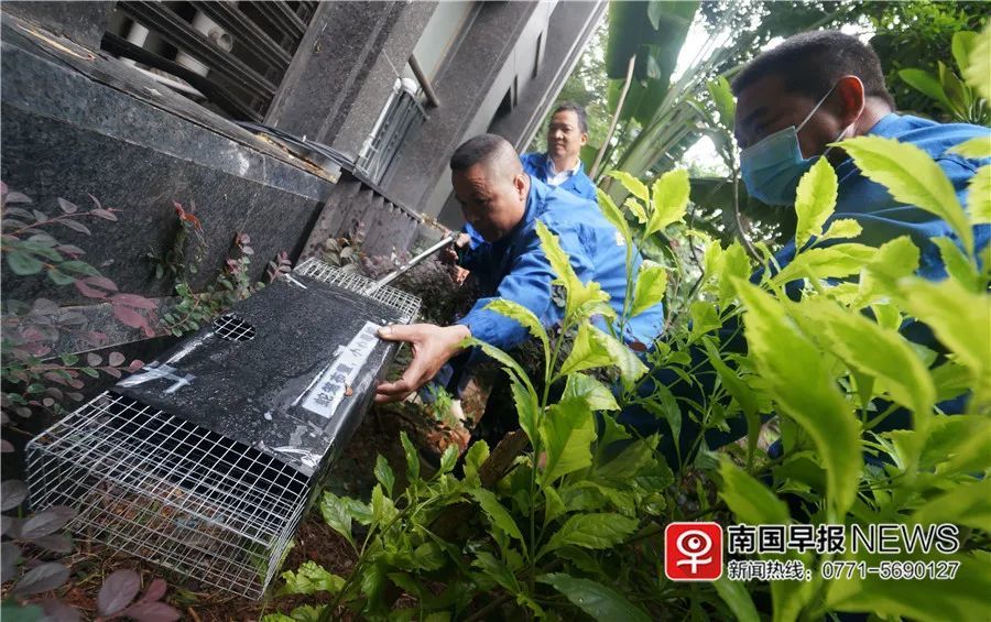 小巷神秘寶藏揭秘，最新捕蛇籠探秘