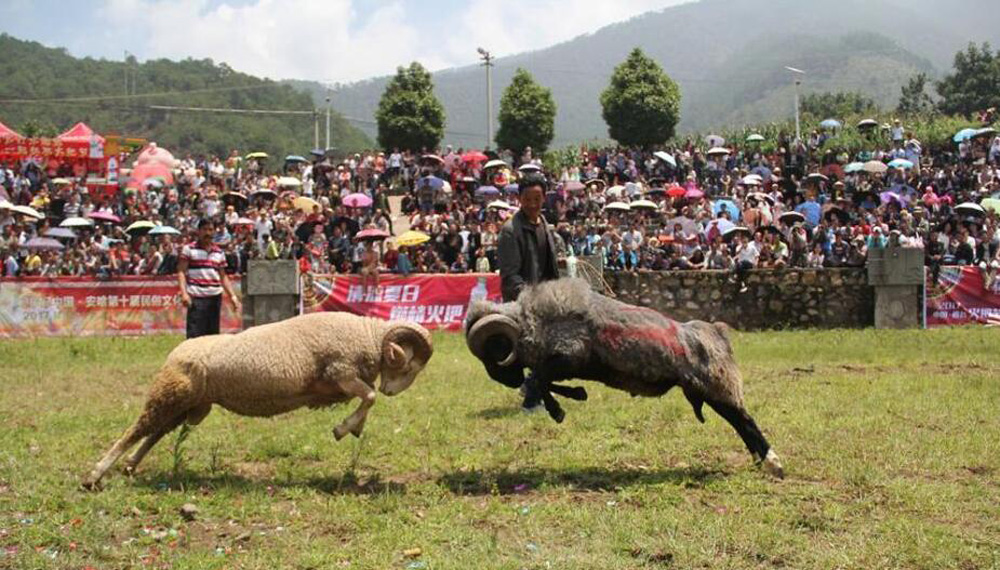 斗羊比賽殘忍視頻直播,斗羊比賽與自信的種子，變化的力量和學(xué)習(xí)的魅力