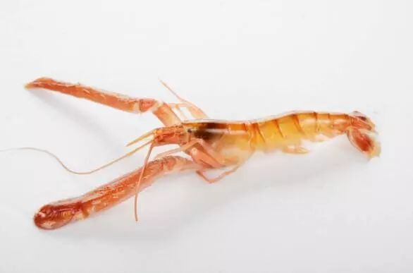 上市蝦，市場(chǎng)潛力與可持續(xù)發(fā)展的博弈之道