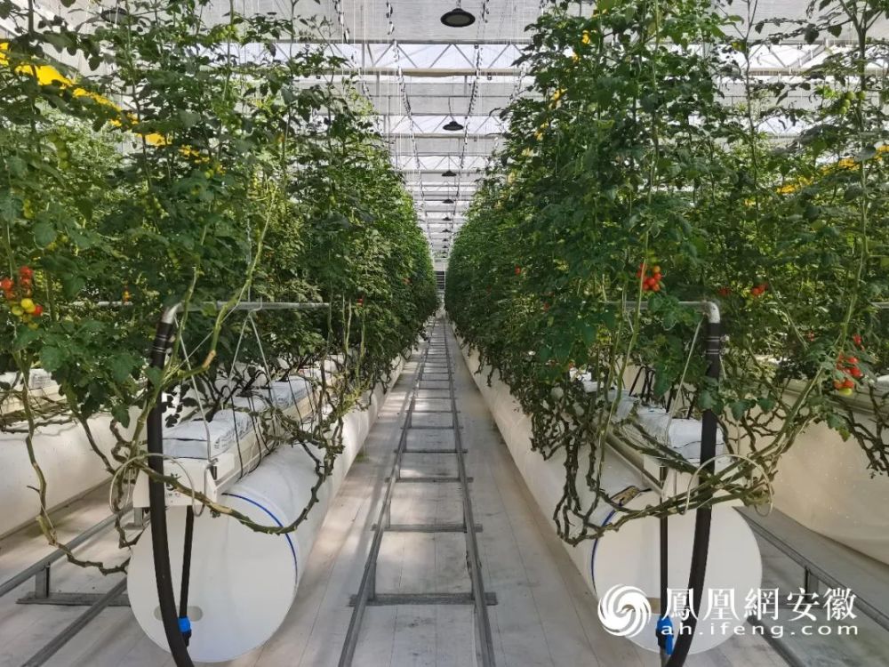 現(xiàn)代溫室種植技術深度解析