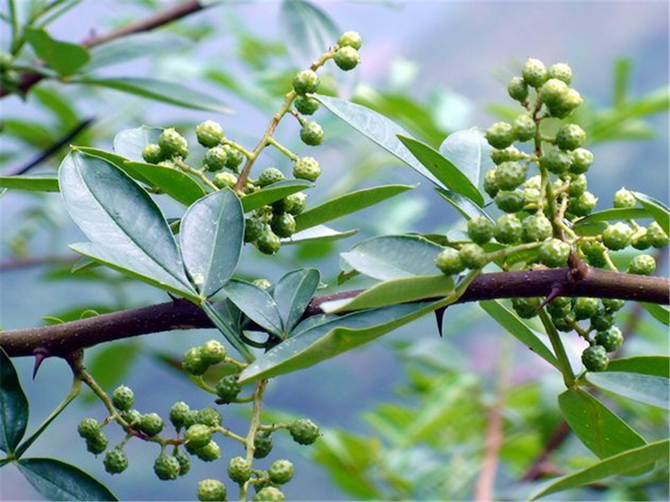 干花椒行情揭秘，探尋廚房秘密的香料之旅