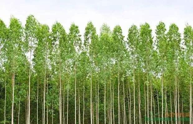 廣西桉樹最新收購價格及其背后的溫情故事