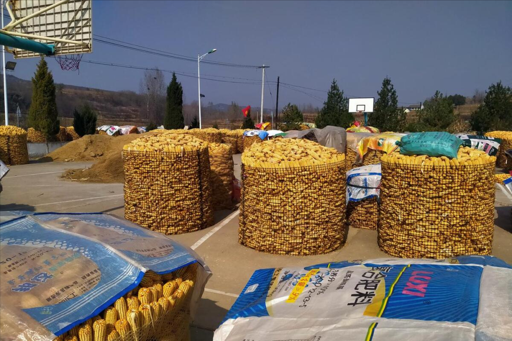 最新油沙豆市場(chǎng)價(jià)格探秘，綠色之旅尋求內(nèi)心平靜之道