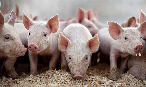 豆粕最新價格動態(tài)，變化中的機遇與成就的種子