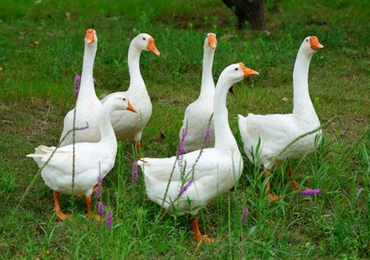 鵝最新價(jià)格揭秘與行情探秘?