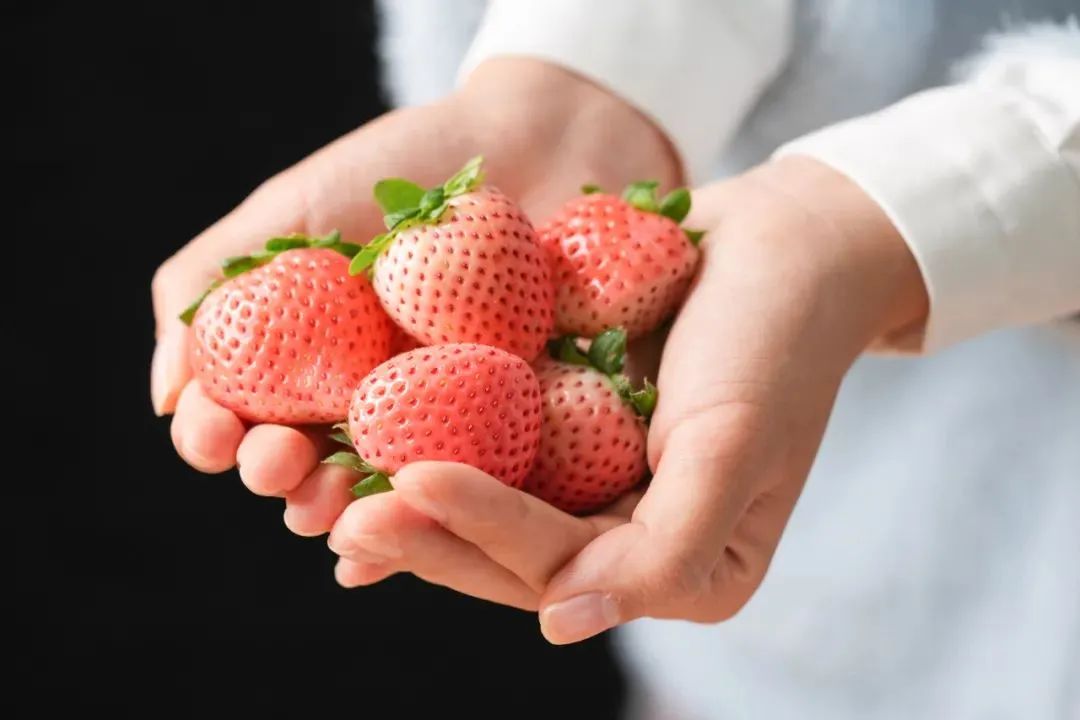 探索未來(lái)草莓無(wú)限可能的最新品種！