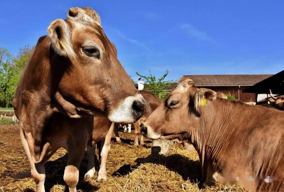 錢牛牛最新動(dòng)態(tài)揭秘，牛運(yùn)亨通的奇妙日常故事