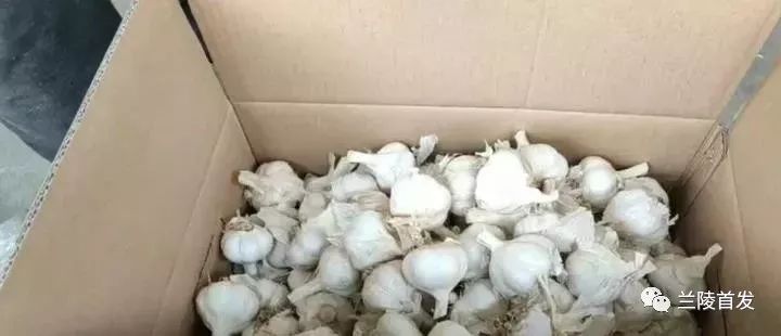 蒼山大蒜最新價格及自然美景探索之旅