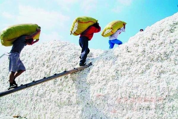 山東最新棉花補(bǔ)貼政策解讀，智能生活啟航！