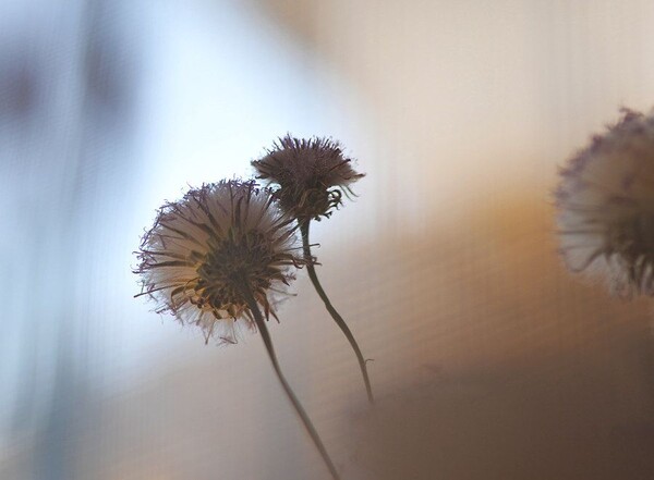 凡口草最新專輯，科技與生活融合之作，引領未來音樂潮流