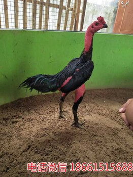 2025斗雞最新視頻，競(jìng)技與飼養(yǎng)樂趣的完美結(jié)合